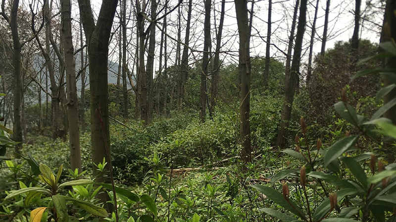 CC宝,湖南野生动物追踪,湖南卫星追踪器,湖南追踪器