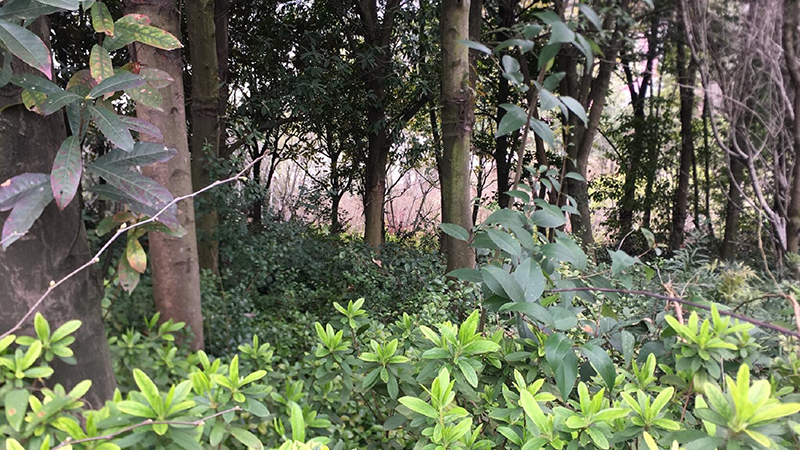 CC宝,湖南野生动物追踪,湖南卫星追踪器,湖南追踪器