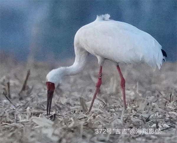 CC宝,湖南野生动物追踪,湖南卫星追踪器,湖南追踪器