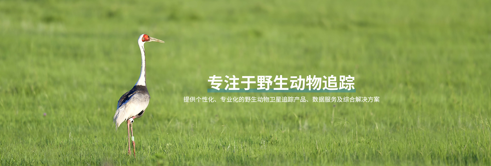 CC宝_湖南野生动物追踪|湖南卫星追踪器