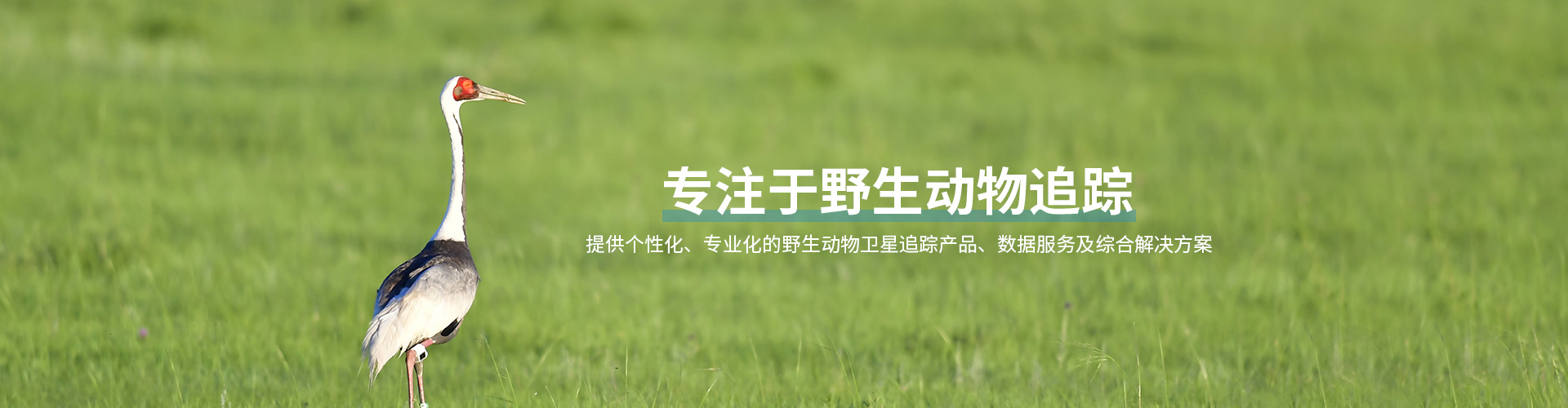 CC宝_湖南野生动物追踪|湖南卫星追踪器