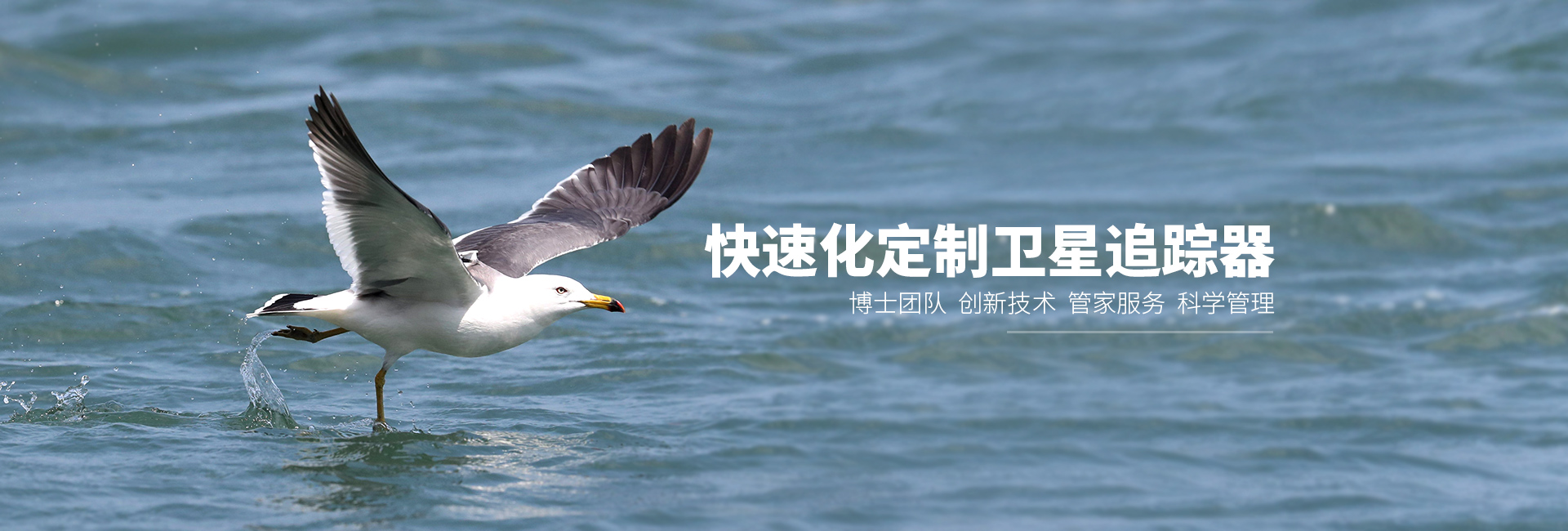 CC宝_湖南野生动物追踪|湖南卫星追踪器