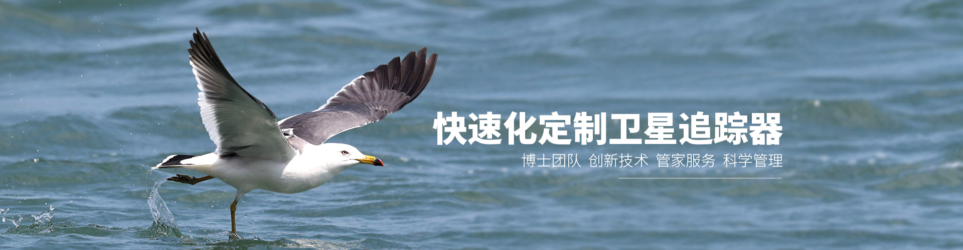 CC宝_湖南野生动物追踪|湖南卫星追踪器