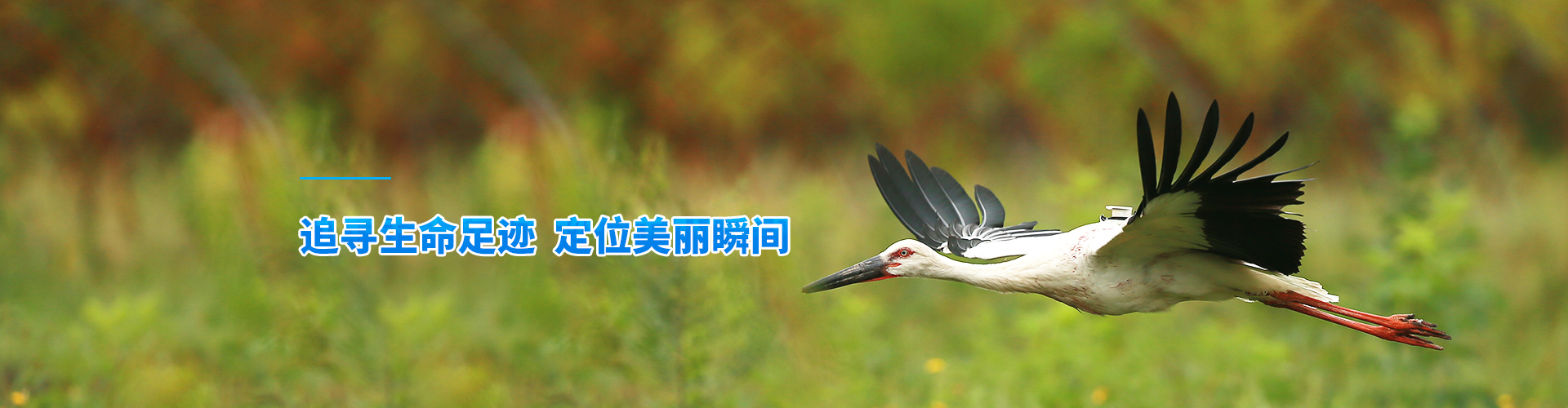 CC宝_湖南野生动物追踪|湖南卫星追踪器