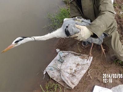CC宝,湖南野生动物追踪,湖南卫星追踪器,湖南追踪器