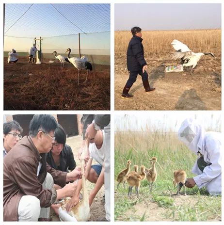 CC宝,湖南野生动物追踪,湖南卫星追踪器,湖南追踪器