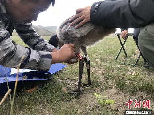 CC宝,湖南野生动物追踪,湖南卫星追踪器,湖南追踪器