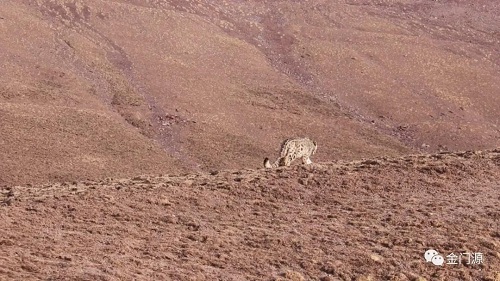 CC宝,湖南野生动物追踪,湖南卫星追踪器,湖南追踪器