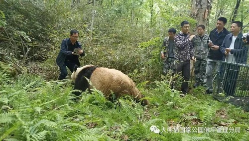 CC宝,湖南野生动物追踪,湖南卫星追踪器,湖南追踪器
