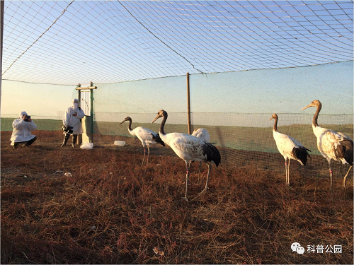 CC宝,湖南野生动物追踪,湖南卫星追踪器,湖南追踪器