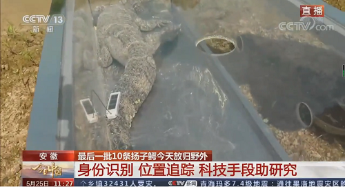 CC宝,湖南野生动物追踪,湖南卫星追踪器,湖南追踪器