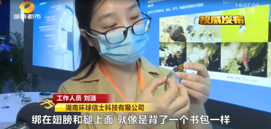 CC宝,湖南野生动物追踪,湖南卫星追踪器,湖南追踪器