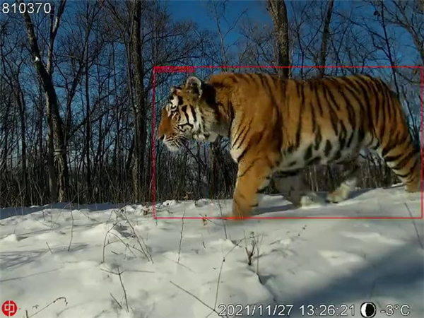 CC宝,湖南野生动物追踪,湖南卫星追踪器,湖南追踪器