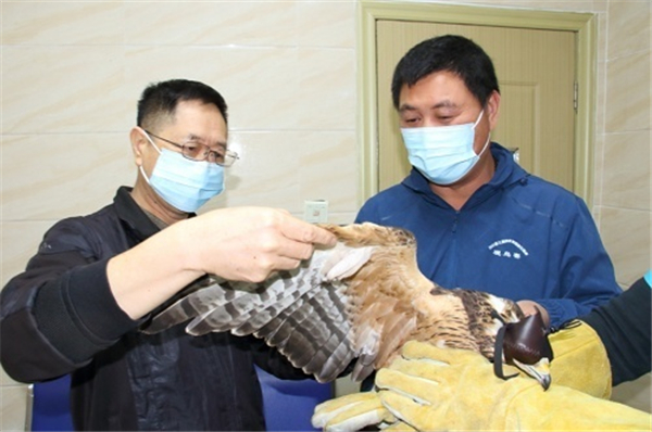 CC宝,湖南野生动物追踪,湖南卫星追踪器,湖南追踪器