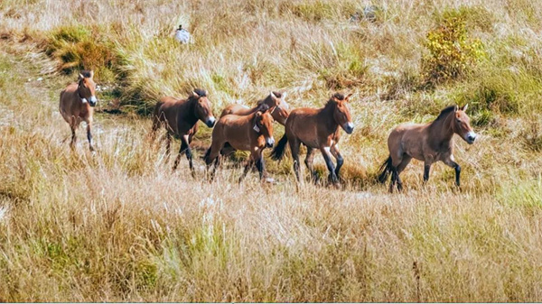 CC宝,湖南野生动物追踪,湖南卫星追踪器,湖南追踪器