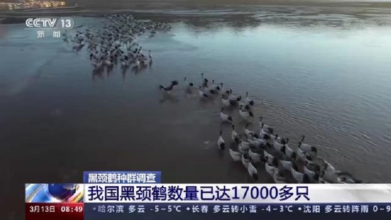 CC宝,湖南野生动物追踪,湖南卫星追踪器,湖南追踪器