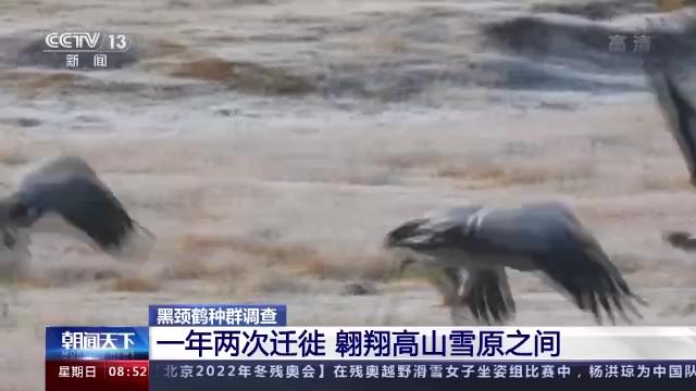 CC宝,湖南野生动物追踪,湖南卫星追踪器,湖南追踪器