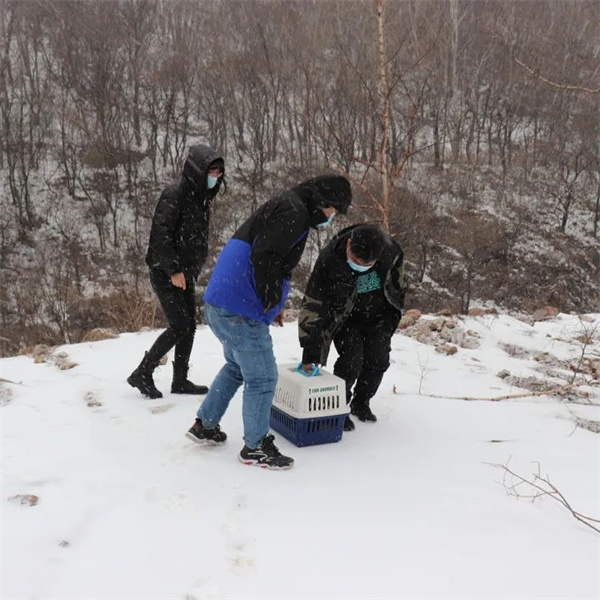 CC宝,湖南野生动物追踪,湖南卫星追踪器,湖南追踪器
