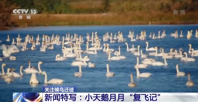 CC宝,湖南野生动物追踪,湖南卫星追踪器,湖南追踪器