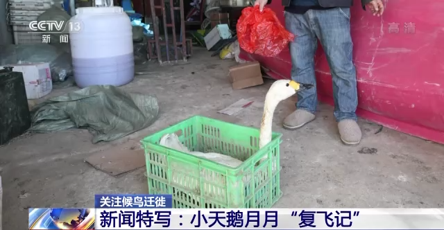 CC宝,湖南野生动物追踪,湖南卫星追踪器,湖南追踪器