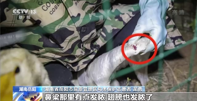 CC宝,湖南野生动物追踪,湖南卫星追踪器,湖南追踪器