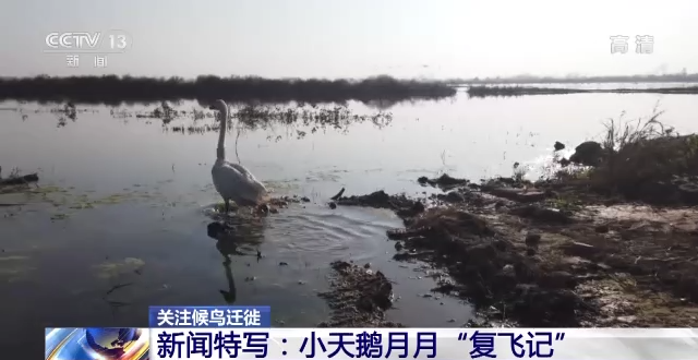 CC宝,湖南野生动物追踪,湖南卫星追踪器,湖南追踪器