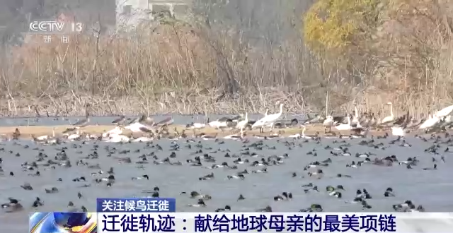 CC宝,湖南野生动物追踪,湖南卫星追踪器,湖南追踪器