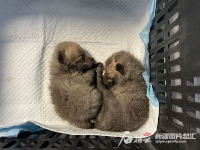 CC宝,湖南野生动物追踪,湖南卫星追踪器,湖南追踪器