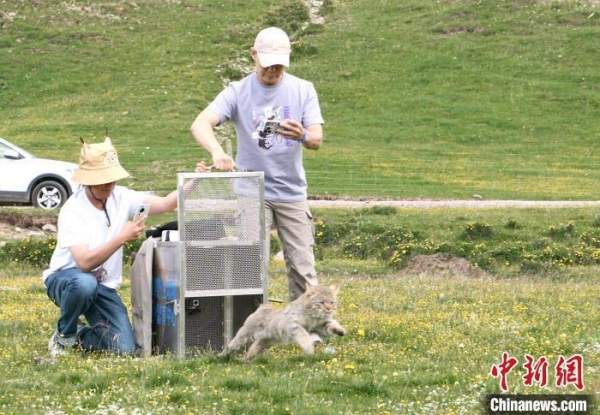 CC宝,湖南野生动物追踪,湖南卫星追踪器,湖南追踪器