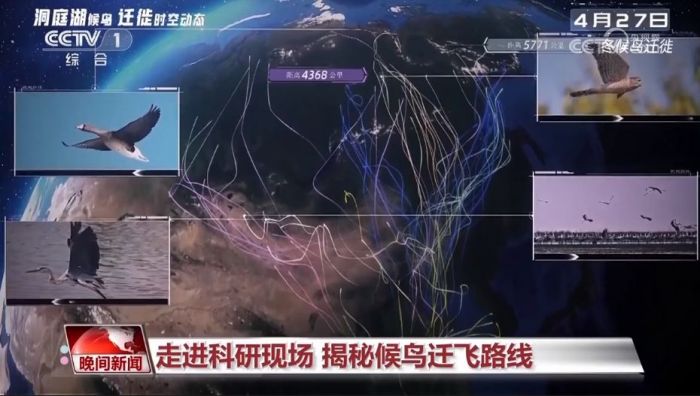 CC宝,湖南野生动物追踪,湖南卫星追踪器,湖南追踪器