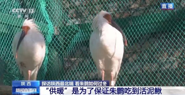 CC宝,湖南野生动物追踪,湖南卫星追踪器,湖南追踪器