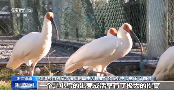 CC宝,湖南野生动物追踪,湖南卫星追踪器,湖南追踪器