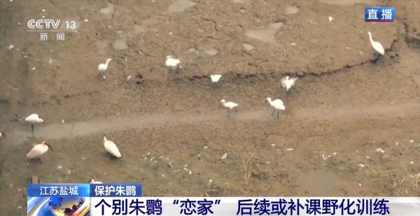 CC宝,湖南野生动物追踪,湖南卫星追踪器,湖南追踪器