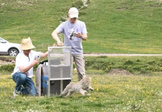 CC宝,湖南野生动物追踪,湖南卫星追踪器,湖南追踪器