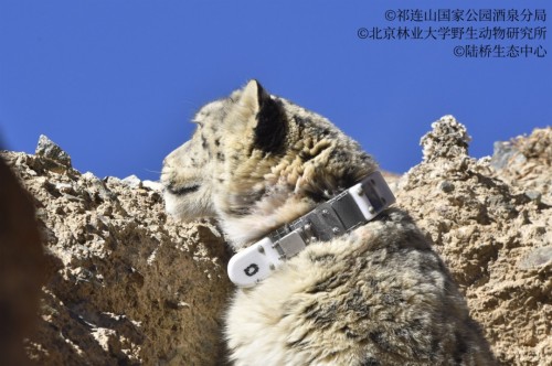 CC宝,湖南野生动物追踪,湖南卫星追踪器,湖南追踪器